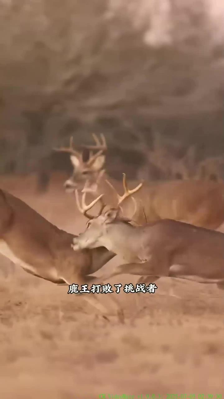 雄鹿击败雄狮，率先晋级东部决赛实力不容小觑的简单介绍